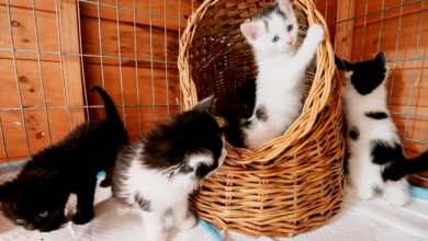 How to Help Abandoned Kittens Through Rescue