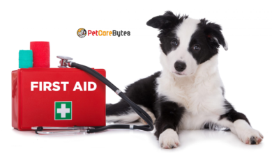 Pet First Aid How to Give Pets First Aid