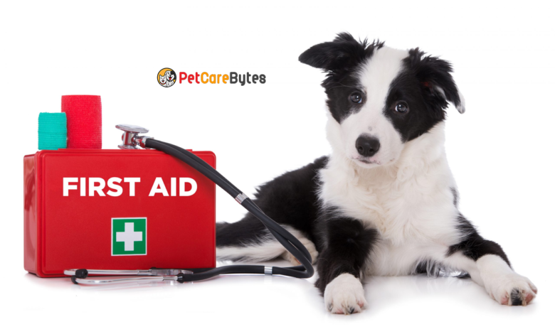 Pet First Aid How to Give Pets First Aid