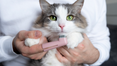 Tips to Take Good Care of Your Cat