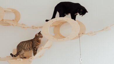 Top 5 Cat Toys for Exercise and Fitness