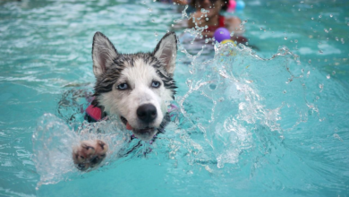 5 Tips for Safe Swimming Practices With Your Pet