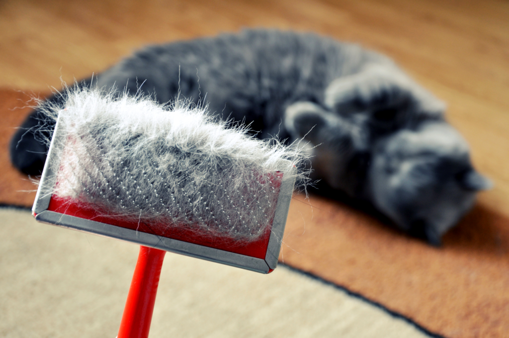How to Groom a Cat with Dandruff