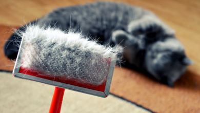 How to Groom a Cat with Dandruff