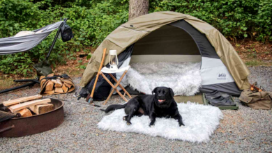 Tips for Pet Owners on Camping Safety