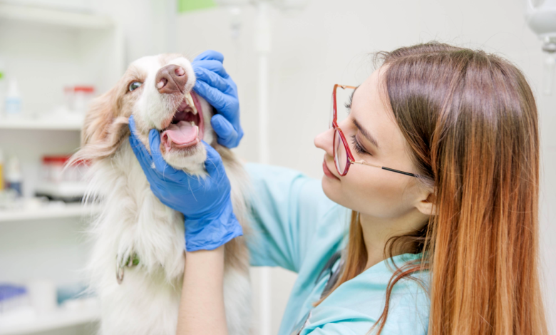 The Importance of Dental Care for Pets