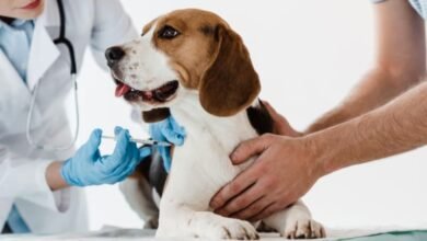 Vaccine Reactions in Dogs