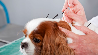 The Benefits of Alternative Medicine for Pets