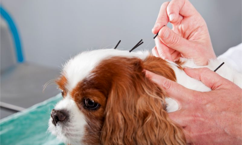 The Benefits of Alternative Medicine for Pets