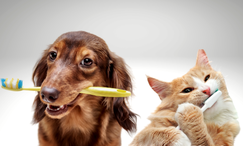 The Importance of Pet Dental Health