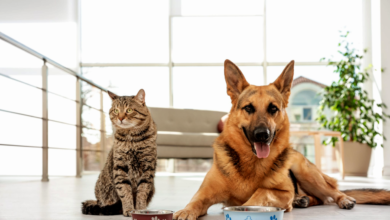 Understanding Pet Nutrition Labels