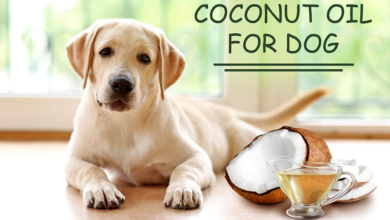 Benefits of Coconut Oil for Dogs