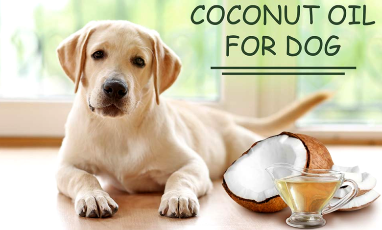 Benefits of Coconut Oil for Dogs