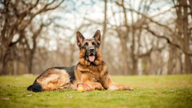 German Shepherd Dog Names for Your Puppy