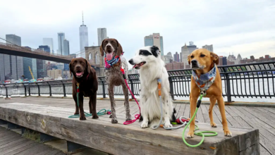 Importance of Pet-Friendly Cities