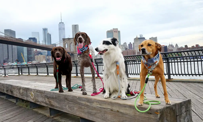 Importance of Pet-Friendly Cities