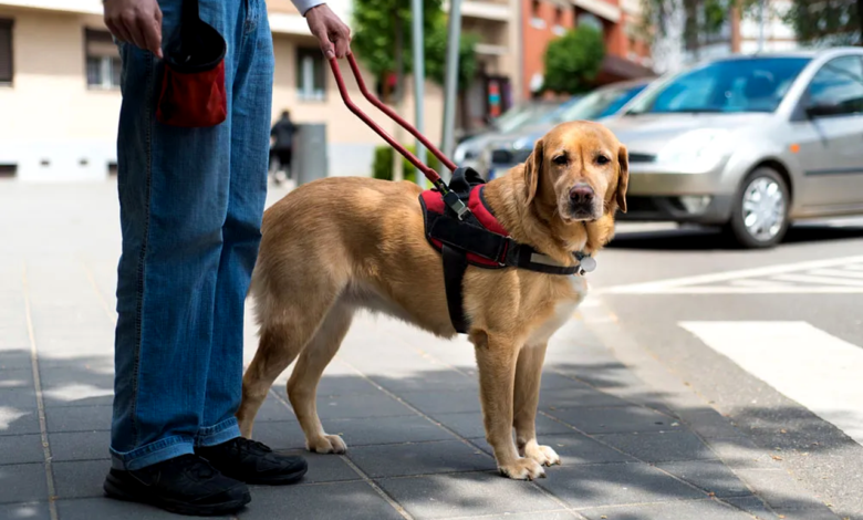 Service Animals