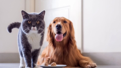 Understanding Pet Obesity Identifying Risks and Managing Weight