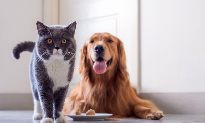 Understanding Pet Obesity Identifying Risks and Managing Weight