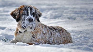 Winter Pet Care for Senior Animals