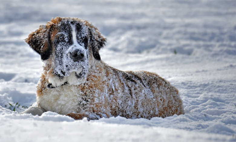 Winter Pet Care for Senior Animals