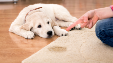 Cleaning Pet Urine From Carpets