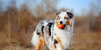 Top Dog Breeds for Outdoor Enthusiasts