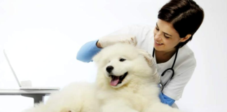 Pet Care Tips for Dogs 2024
