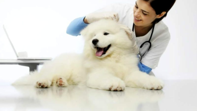 Pet Care Tips for Dogs 2024