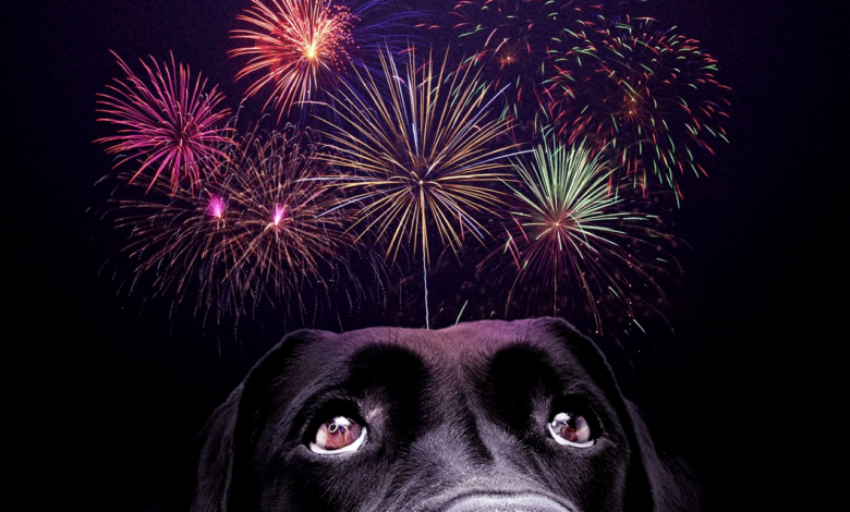 Pet Scared of Fireworks