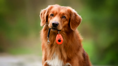 Positive Reinforcement in Pet Training