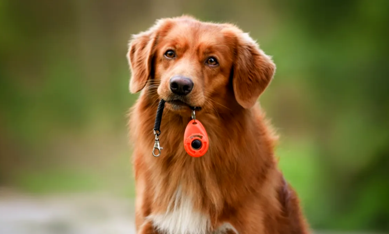 Positive Reinforcement in Pet Training