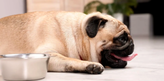 Tips to Prevent Dehydration in Pets