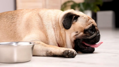 Tips to Prevent Dehydration in Pets