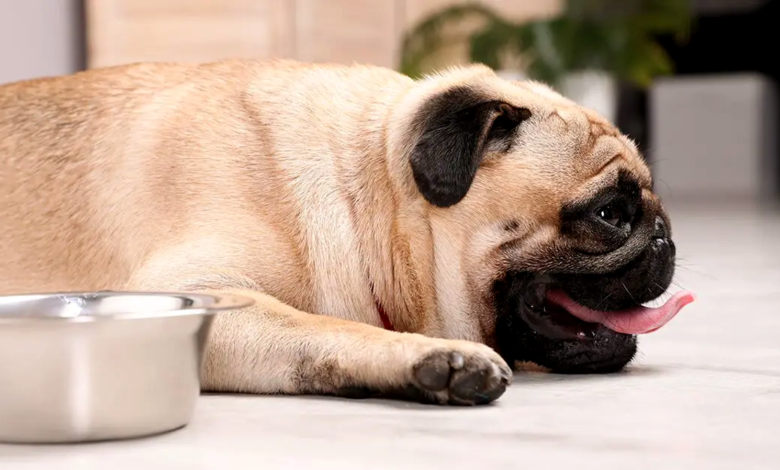 Tips to Prevent Dehydration in Pets