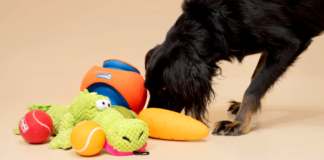 Affordable DIY Pet Toys for Your Furball
