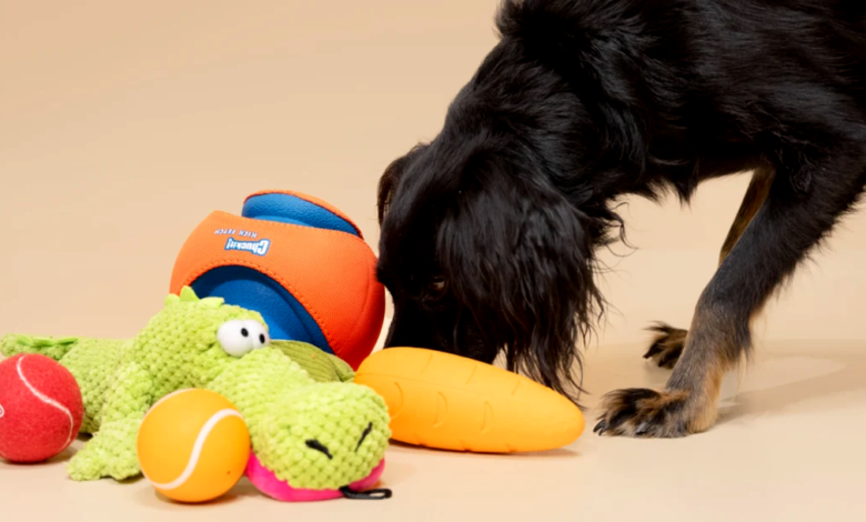 Affordable DIY Pet Toys for Your Furball