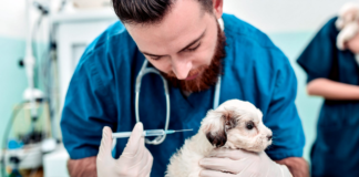 Essential Vaccinations for Your Furry Friend