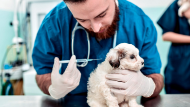 Essential Vaccinations for Your Furry Friend