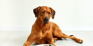How To Improve Pets Digestion