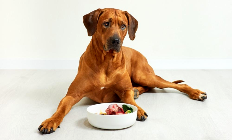 How To Improve Pets Digestion