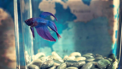 How to Care New Pet Fish in 2024