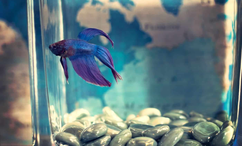 How to Care New Pet Fish in 2024