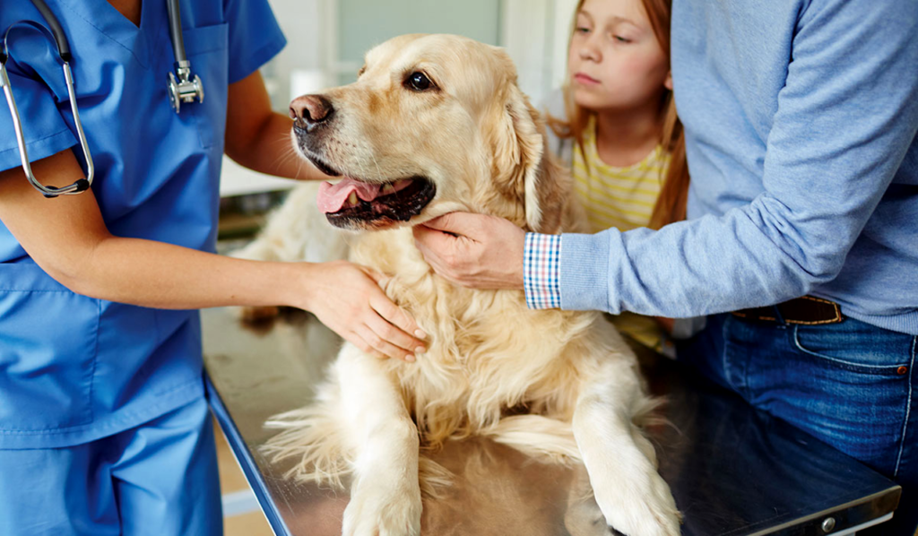 The ABCs of Pet Medications What You Need to Know
