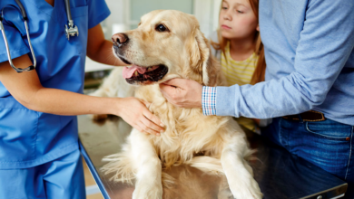 The ABCs of Pet Medications What You Need to Know