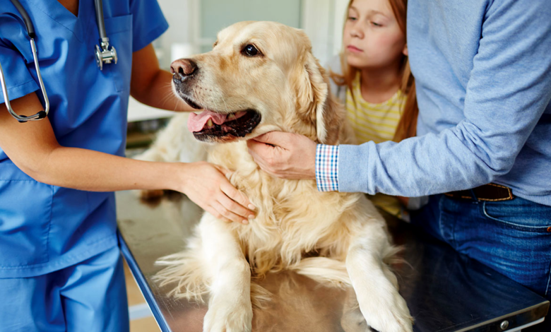 The ABCs of Pet Medications What You Need to Know