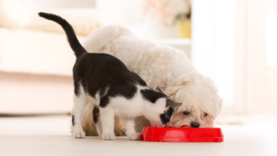 The Impact of Nutrition on Your Pet's Health