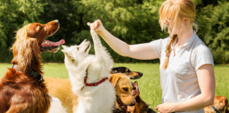 Training Tricks Teach Your Pet These Fun and Useful Commands