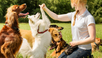 Training Tricks Teach Your Pet These Fun and Useful Commands