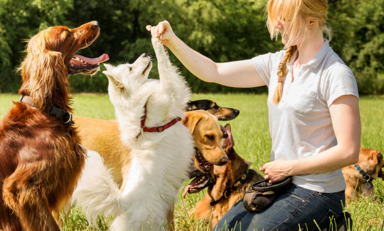 Training Tricks Teach Your Pet These Fun and Useful Commands